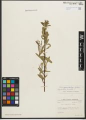 Foto von Salix pycnostachya Andersson